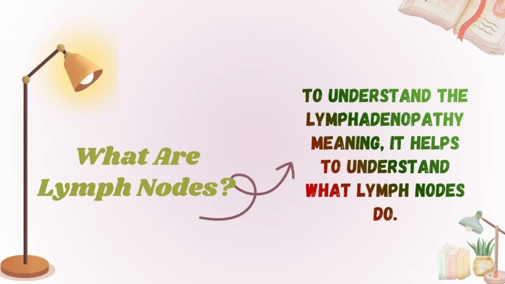 What Are Lymph Nodes?