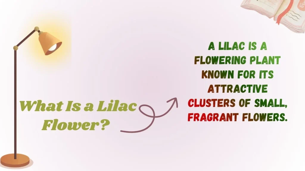 What Is a Lilac Flower?