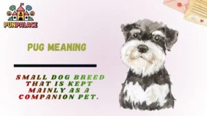 Pug Meaning