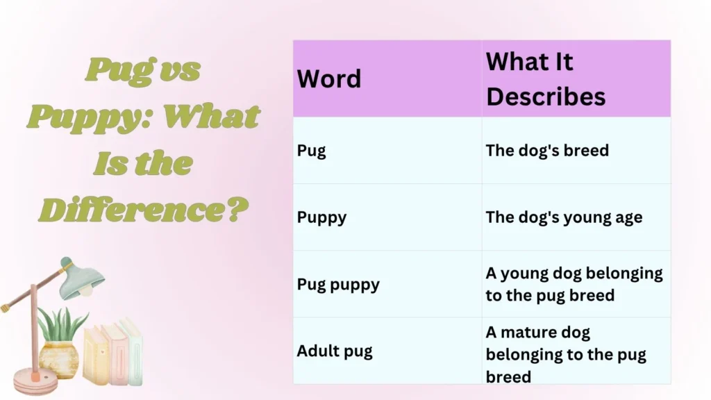 Pug vs Puppy: What Is the Difference?