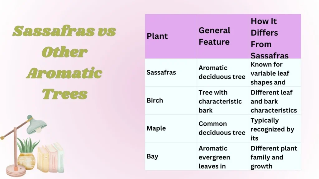 Sassafras vs Other Aromatic Trees