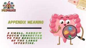appendix meaning