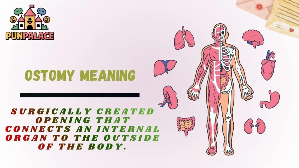 Ostomy Meaning
